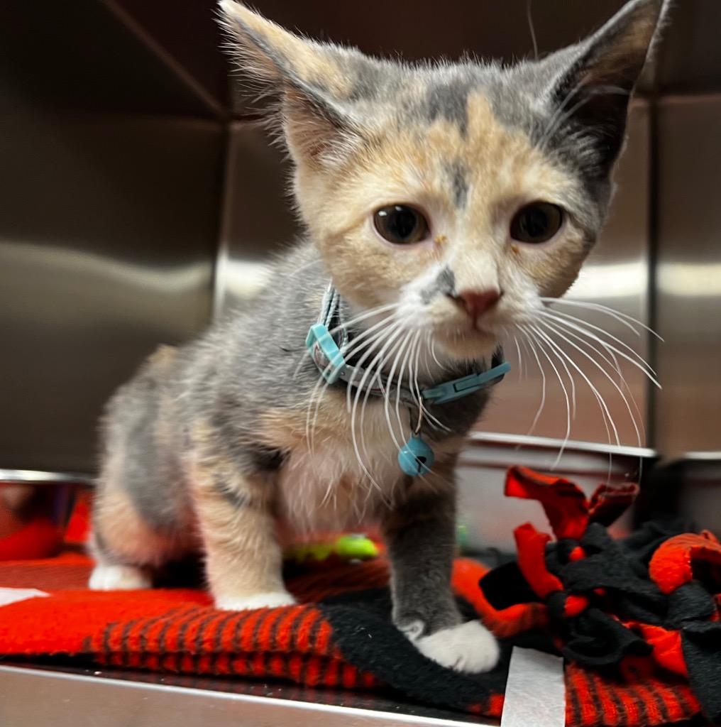 Enlarge Joey, a Adoptable mixed breed in Logan, UT image 1/1