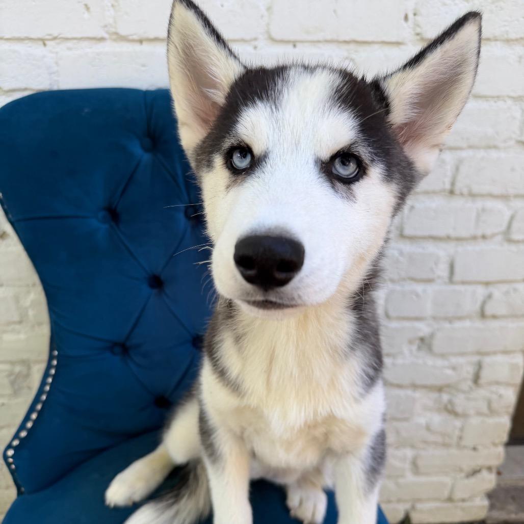 Natalie, Adoptable, Puppy Female Husky.