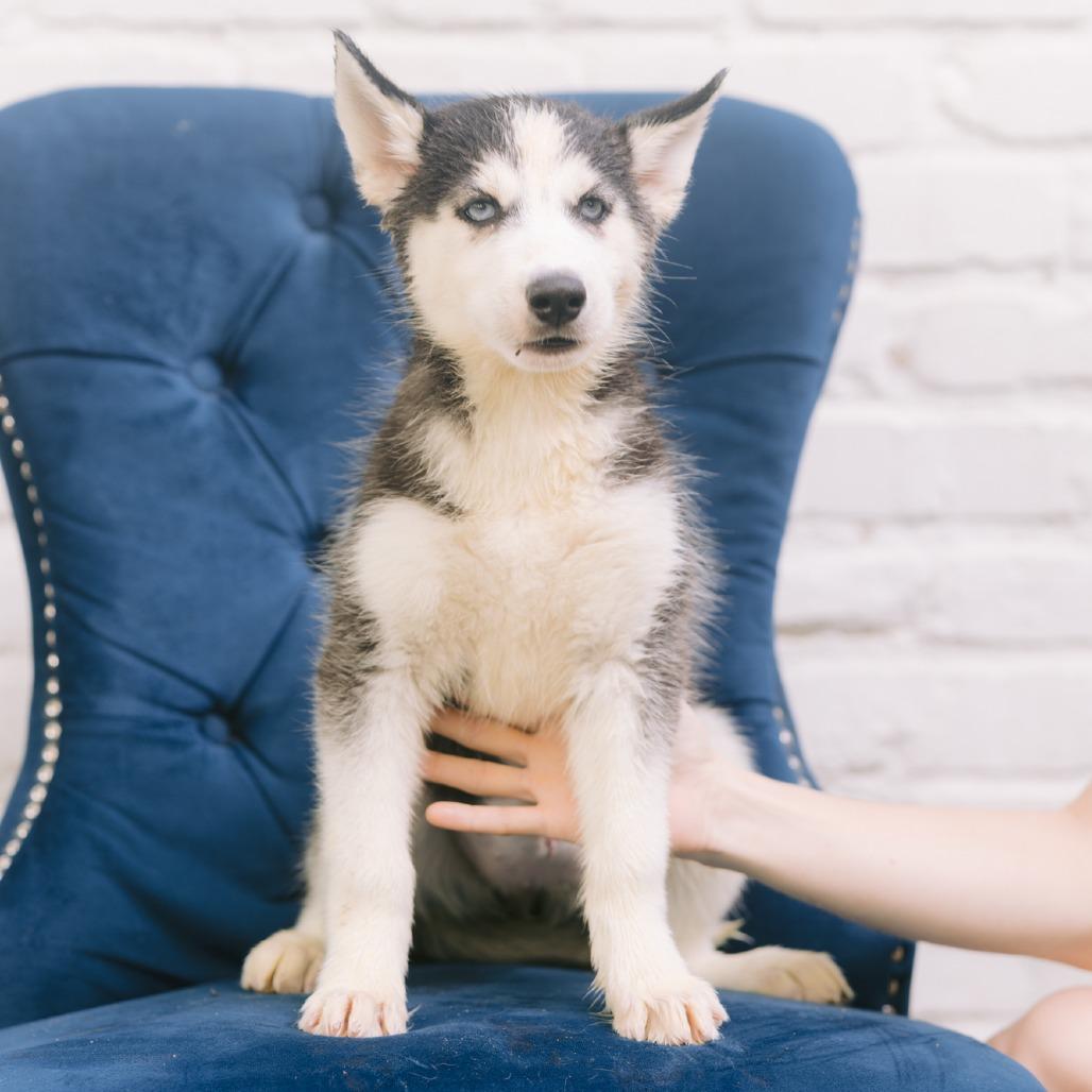 Enlarge Natalie, a Adoptable Husky in Zionsville, IN image 1/1