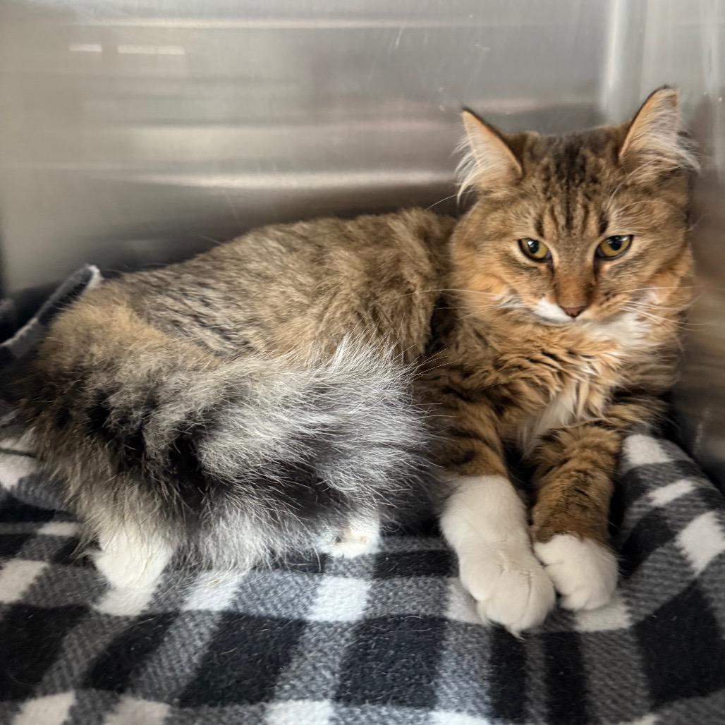 Honey, Adoptable, Young Female Domestic Medium Hair.