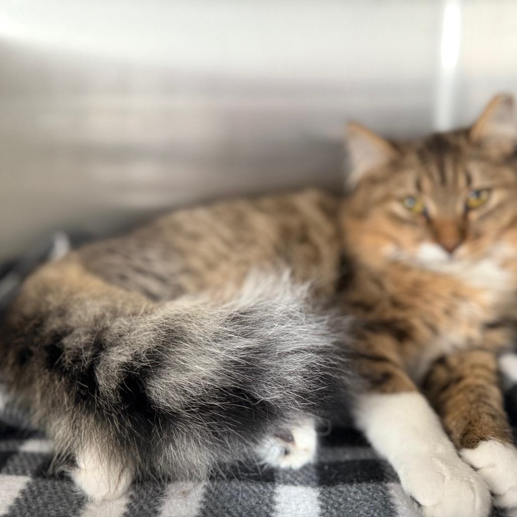 Enlarge Honey, a Adoptable Domestic Medium Hair in Cedaredge, CO image 2/4