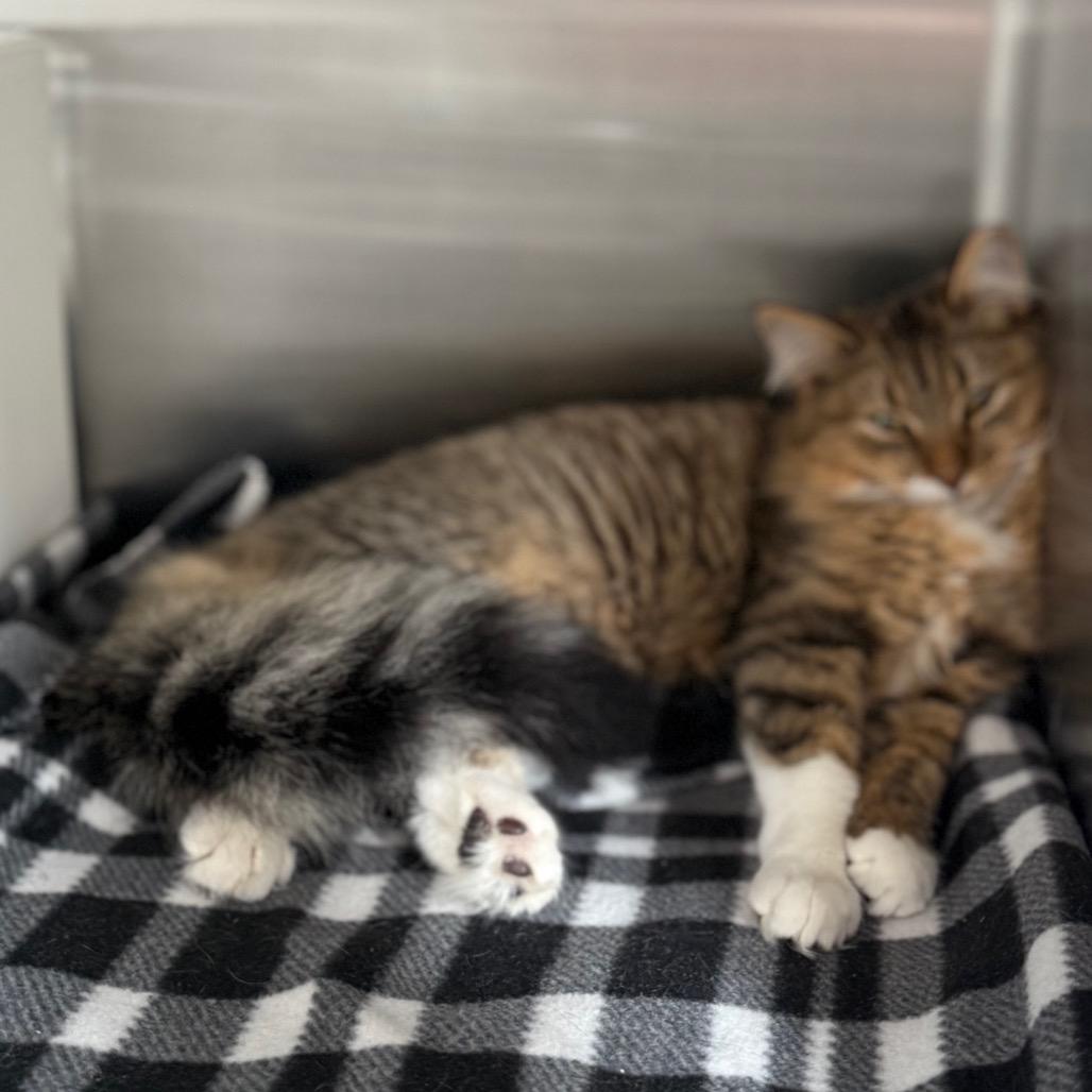 Enlarge Honey, a Adoptable Domestic Medium Hair in Cedaredge, CO image 3/4