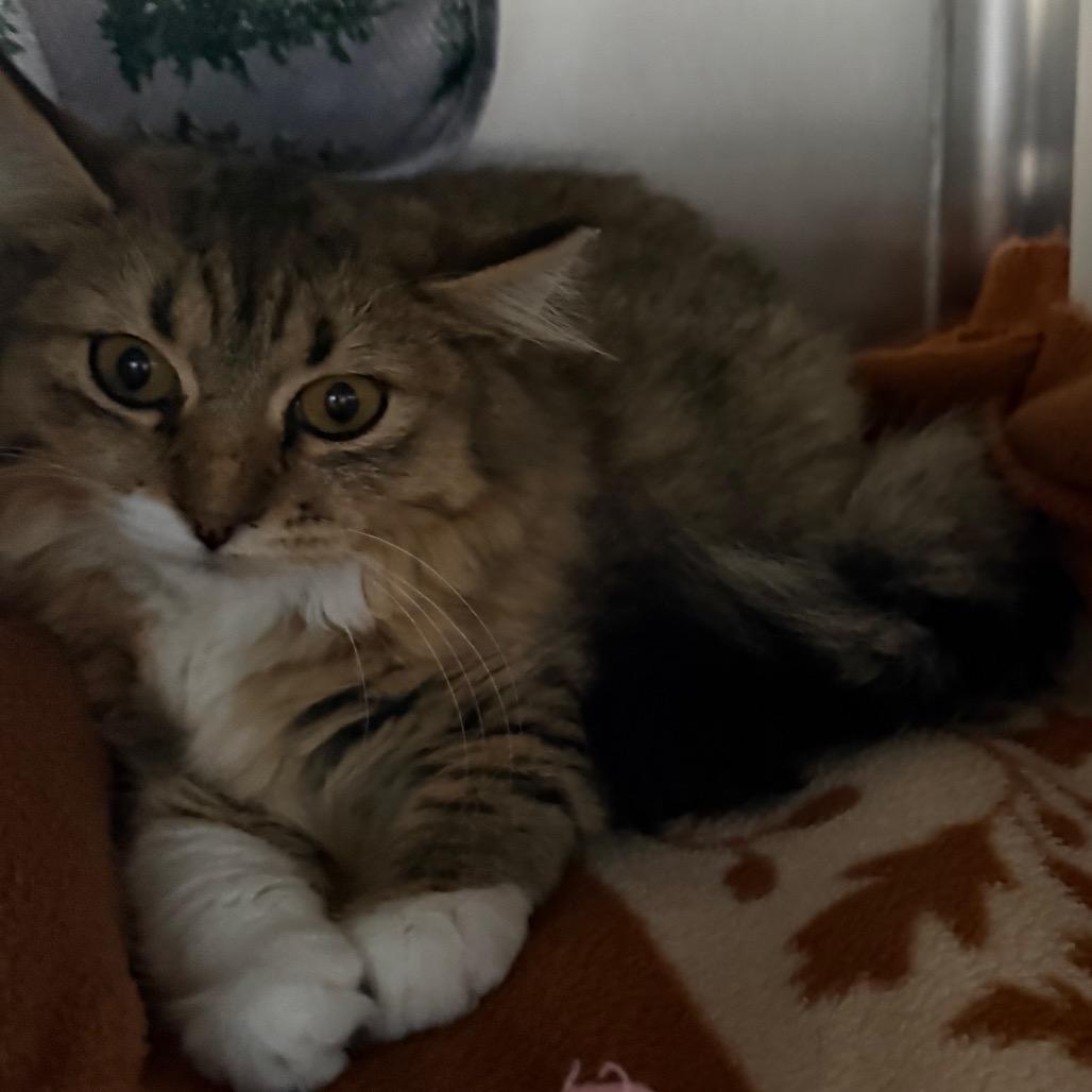 Enlarge Honey, a Adoptable Domestic Medium Hair in Cedaredge, CO image 4/4