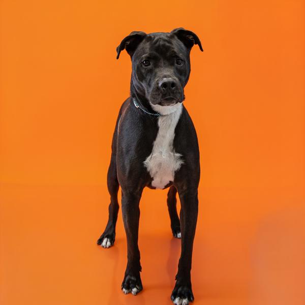 Pen 116c Biscotti, Adoptable, Adult Male Pit Bull Terrier & Labrador Retriever.