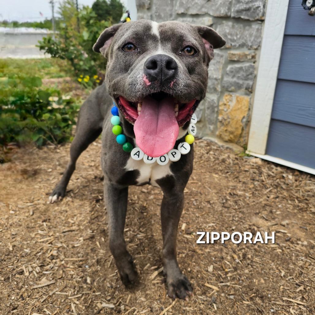 Zipparaph, Adoptable, Young Female Pit Bull Terrier & Pit Bull Terrier.