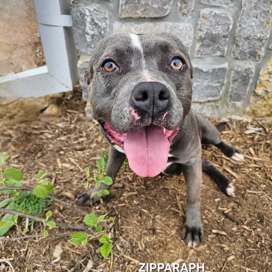 Zipparaph, a Adoptable mixed breed in Madisonville, TN image 2/6