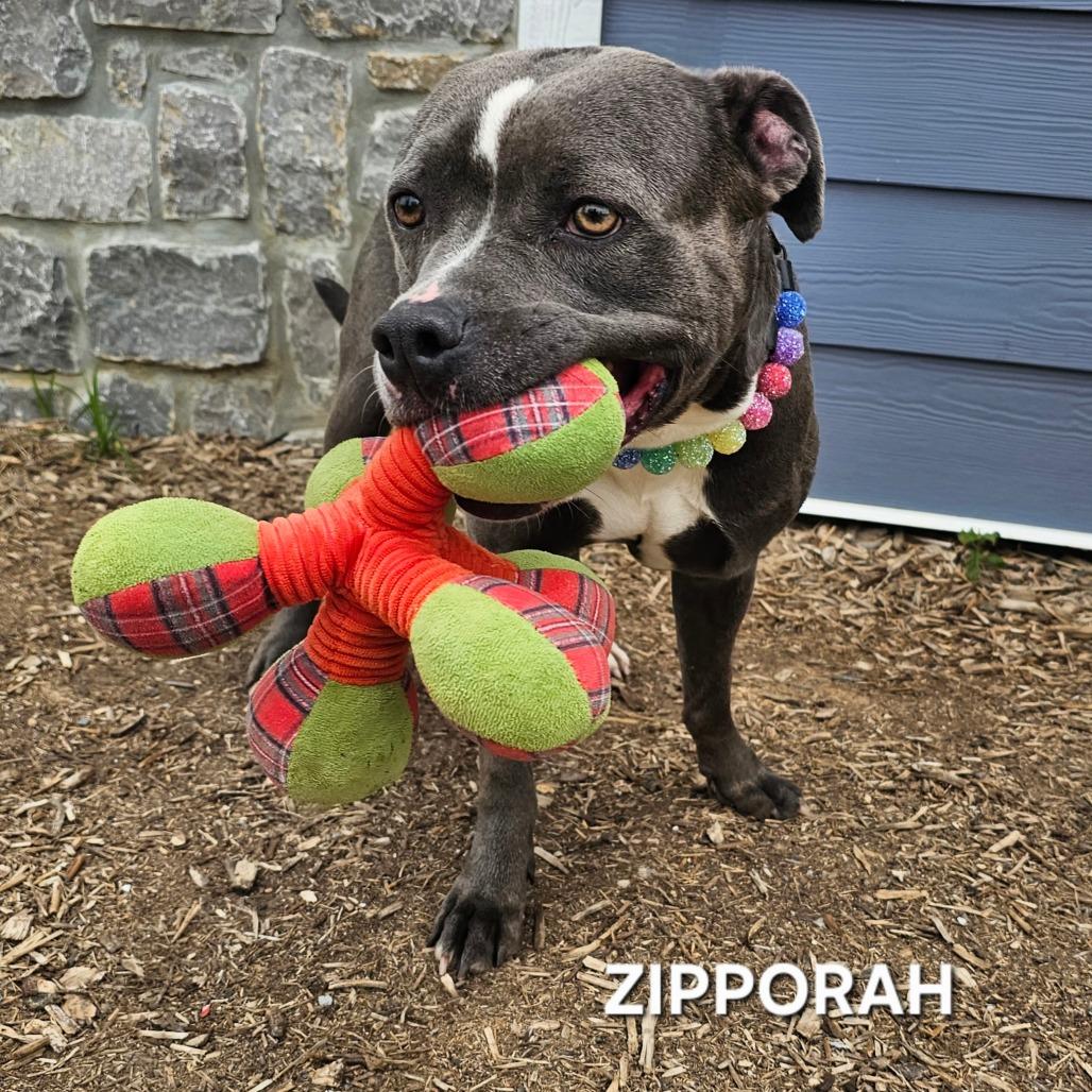 Zipparaph, a Adoptable mixed breed in Madisonville, TN image 3/6