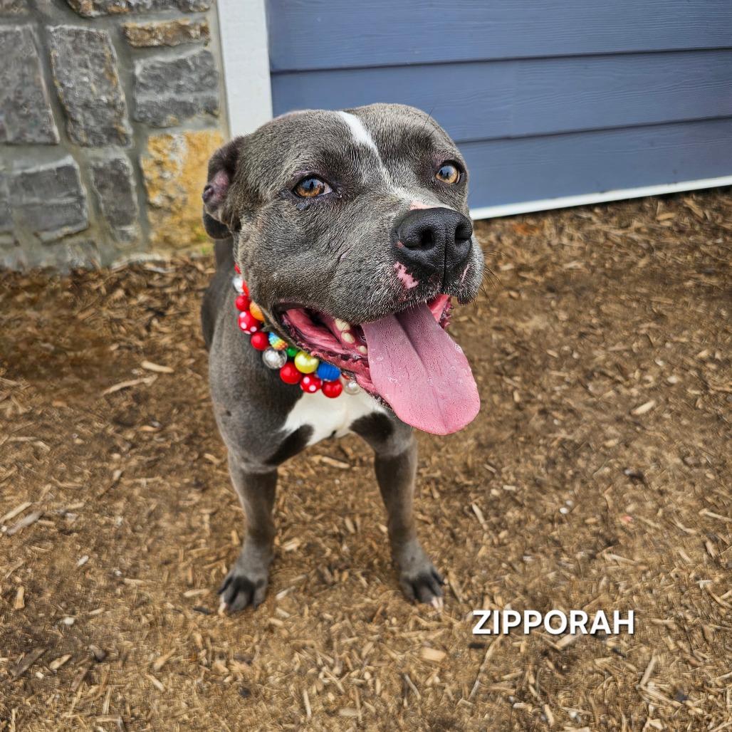Zipparaph, a Adoptable mixed breed in Madisonville, TN image 4/6