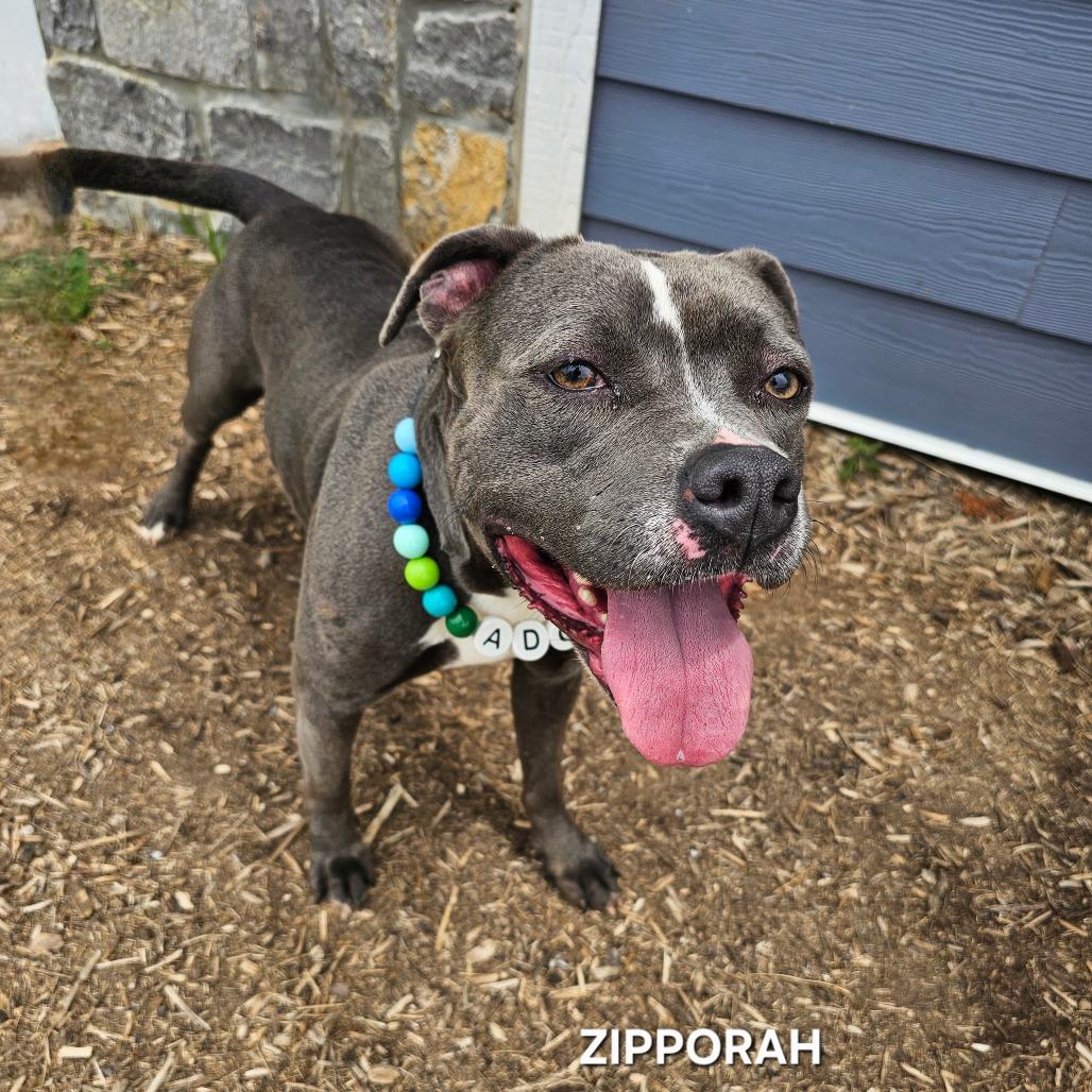 Zipparaph, a Adoptable mixed breed in Madisonville, TN image 5/6
