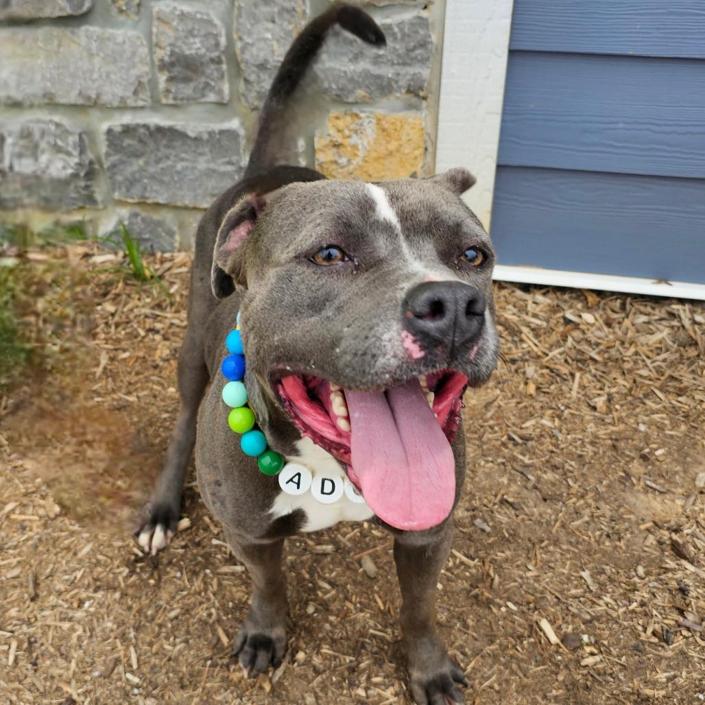 Zipparaph, a Adoptable mixed breed in Madisonville, TN image 6/6