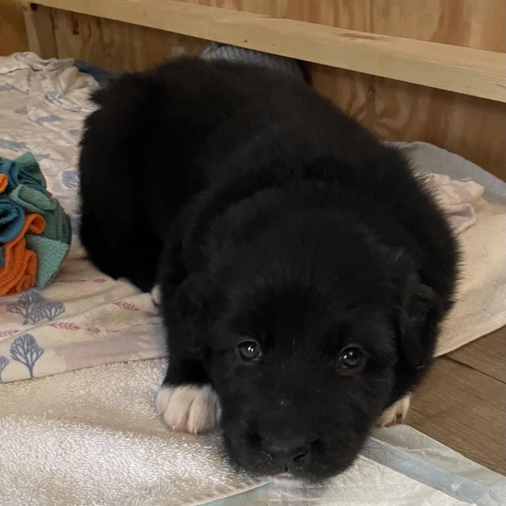 Maxim, Adoptable, Puppy Male Shepherd & Mixed Breed.