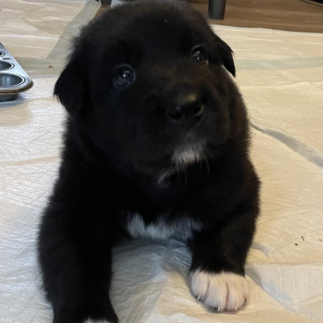 Enlarge Maxim, a Adoptable mixed breed in Jarrettsville, MD image 2/6