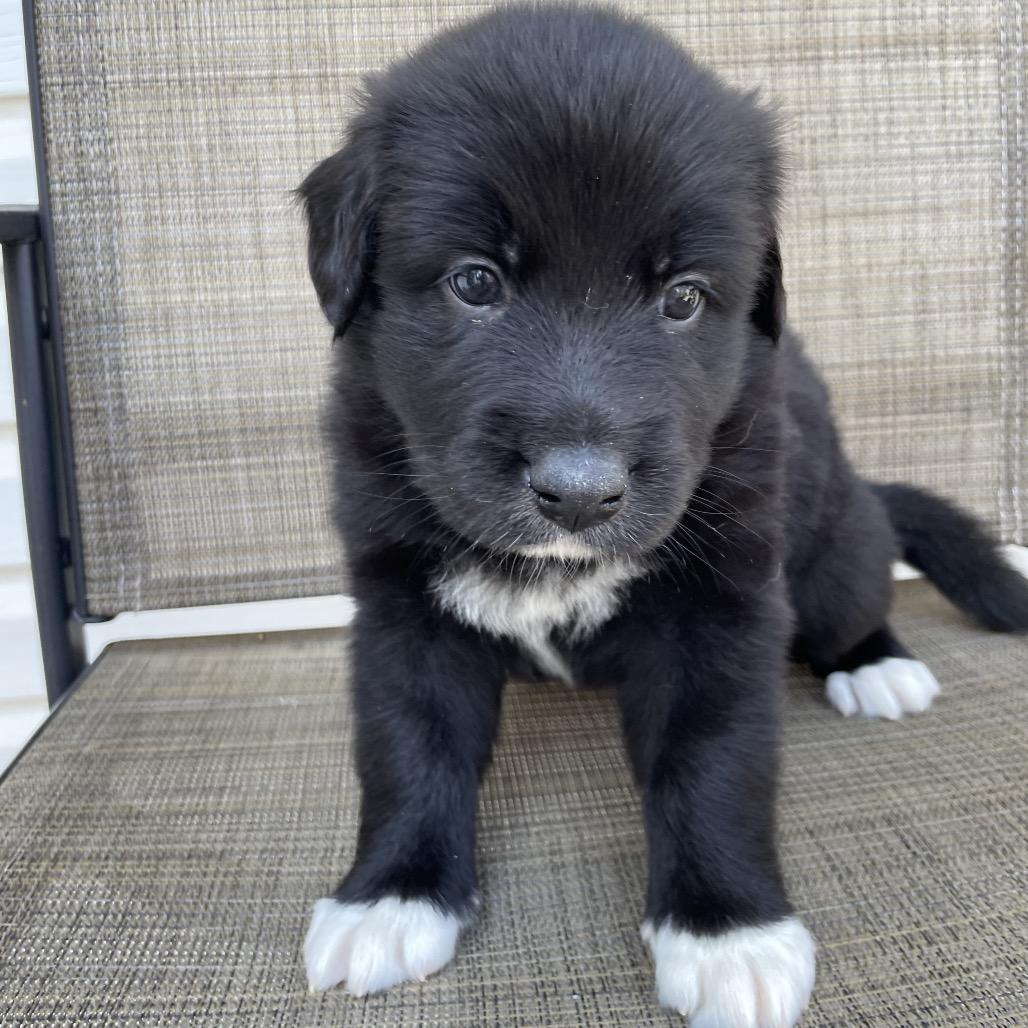 Enlarge Maxim, a Adoptable mixed breed in Jarrettsville, MD image 3/6