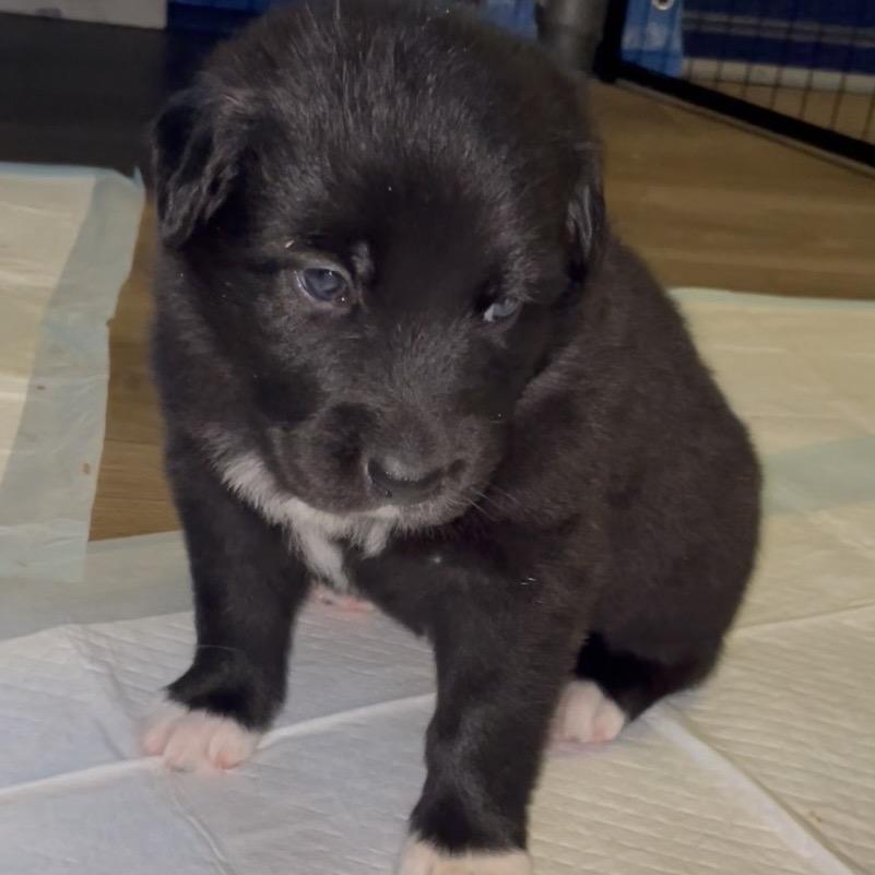 Enlarge Maxim, a Adoptable mixed breed in Jarrettsville, MD image 4/6