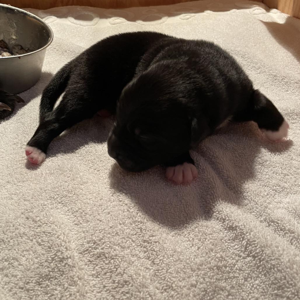 Enlarge Maxim, a Adoptable mixed breed in Jarrettsville, MD image 5/6