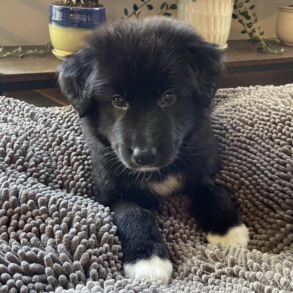 Enlarge Maxim, a Adoptable mixed breed in Jarrettsville, MD image 6/6