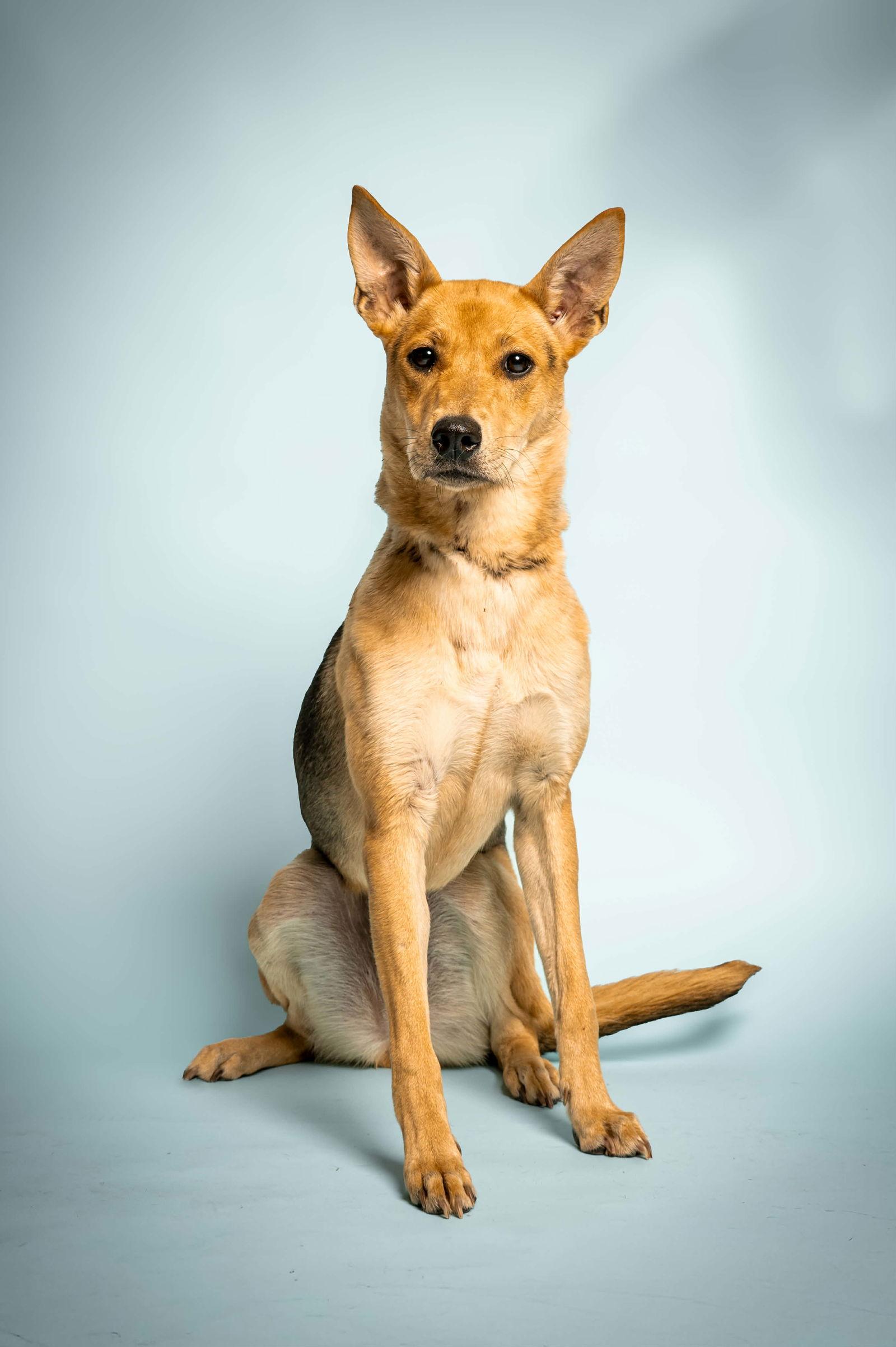 Enlarge Chiquita, a Adopted mixed breed in Richardson, TX image 1/1