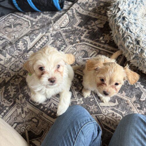 Sophie Baek, Adoptable, Puppy Female Shih Tzu & Mixed Breed.