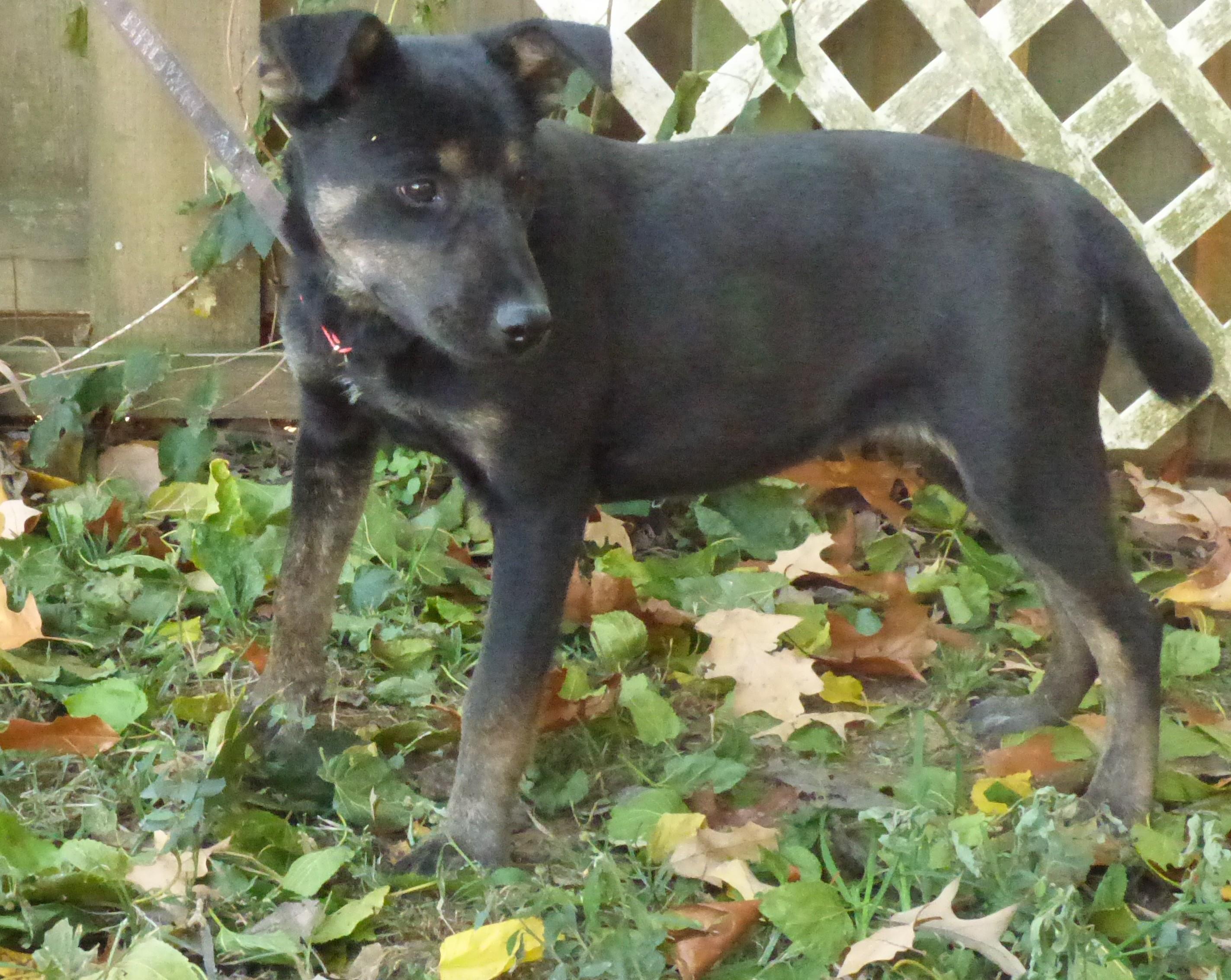 Enlarge Ingrid, a Adoptable mixed breed in Newburgh, NY image 3/5