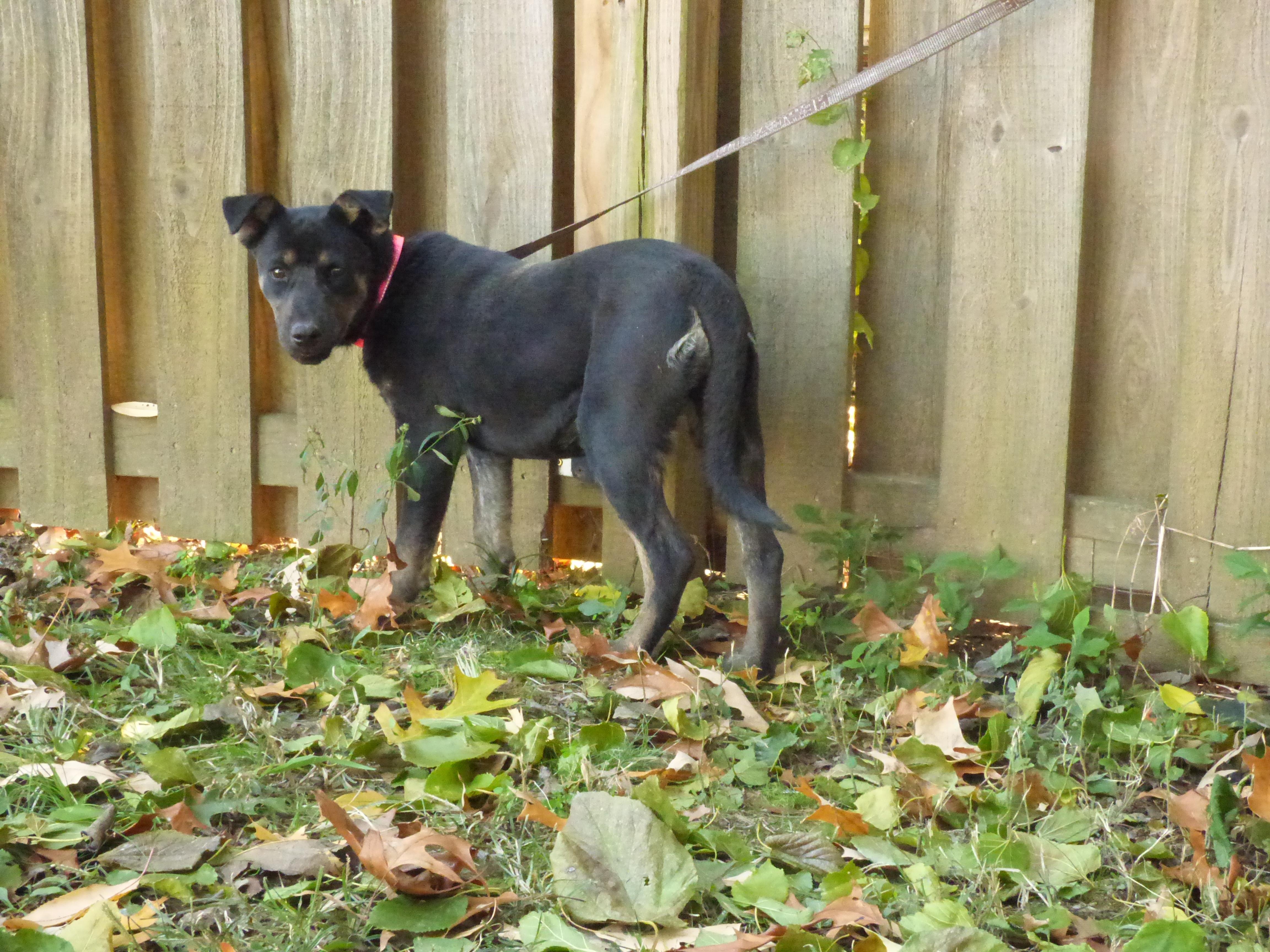 Enlarge Ingrid, a Adoptable mixed breed in Newburgh, NY image 5/5