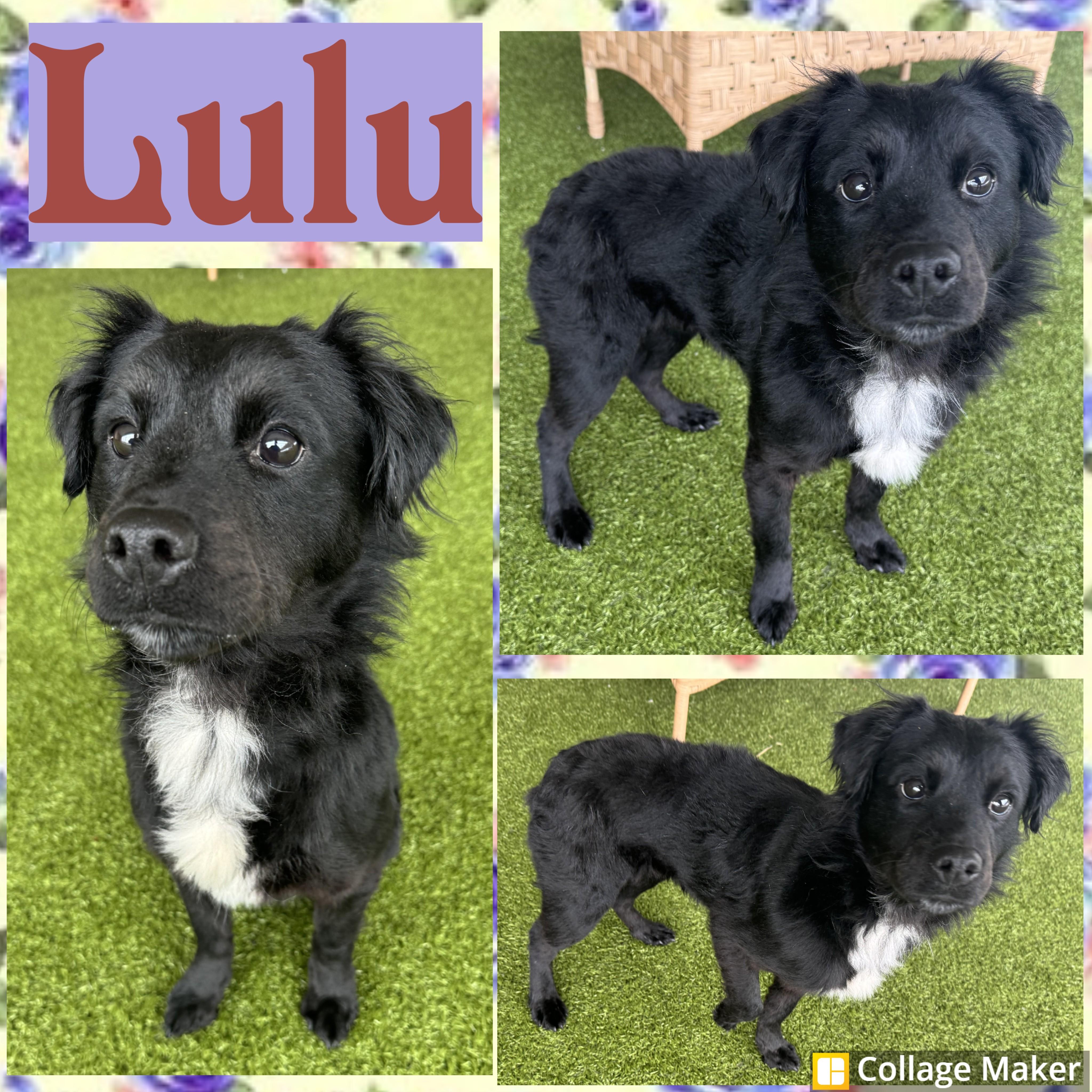 Enlarge Lulu, a ADOPTABLE mixed breed in Clearfield, PA image 1/1