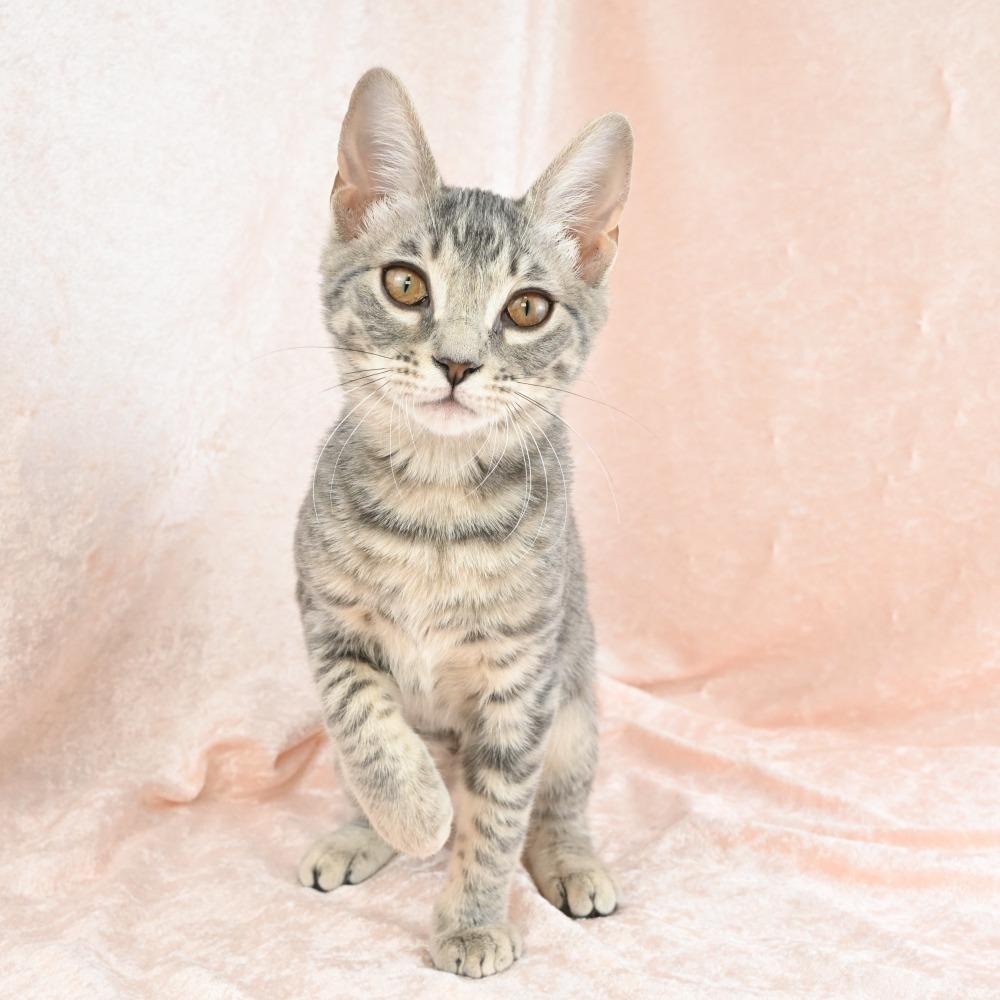 Enlarge Colby, a Adoptable Domestic Medium Hair in Mobile, AL image 1/6