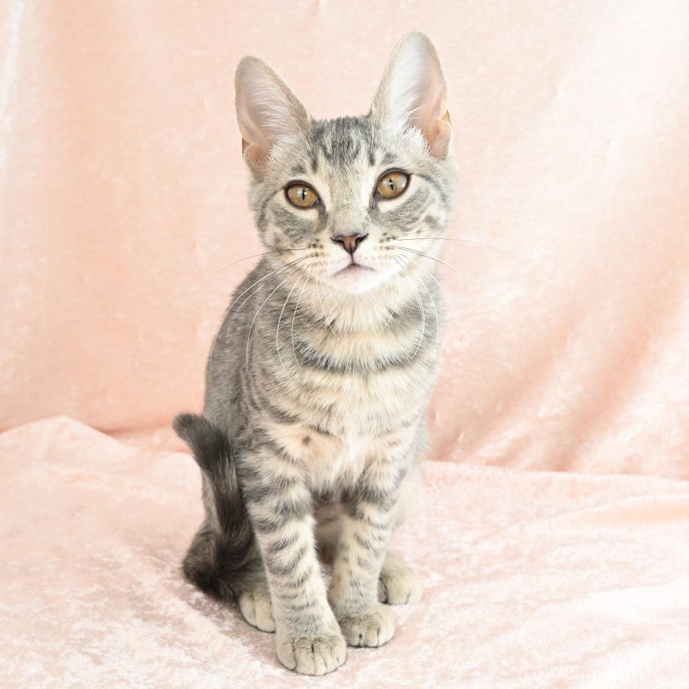 Enlarge Colby, a Adoptable Domestic Medium Hair in Mobile, AL image 2/6