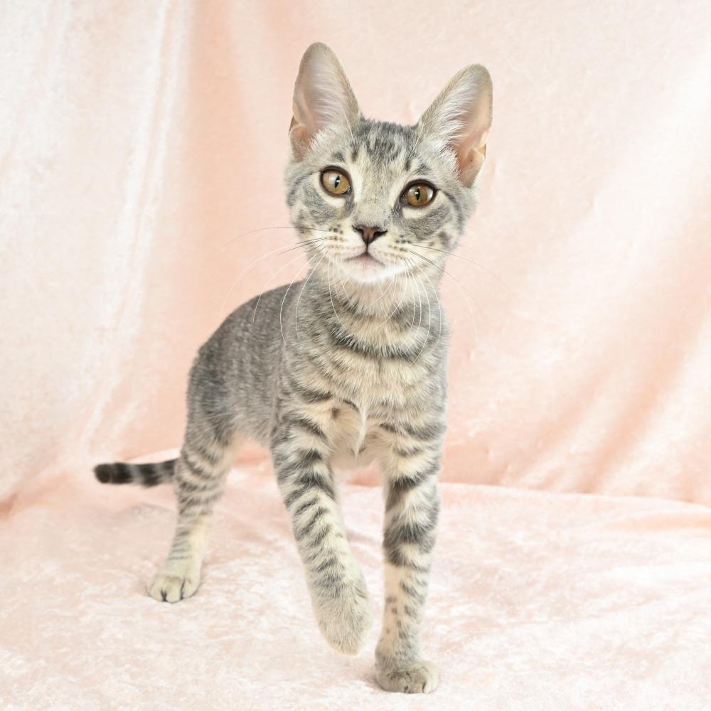 Enlarge Colby, a Adoptable Domestic Medium Hair in Mobile, AL image 3/6