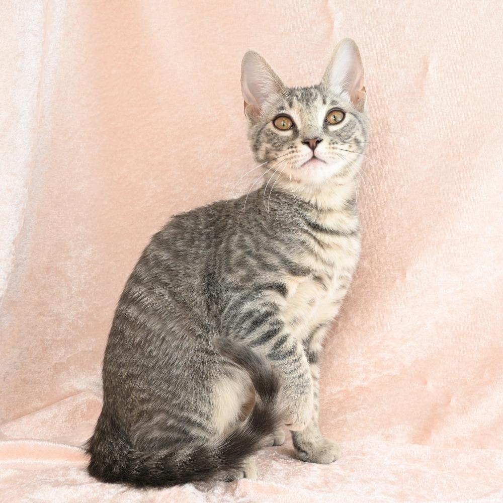 Enlarge Colby, a Adoptable Domestic Medium Hair in Mobile, AL image 4/6