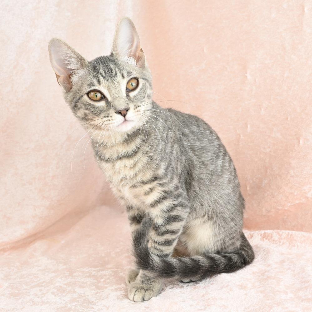 Enlarge Colby, a Adoptable Domestic Medium Hair in Mobile, AL image 5/6