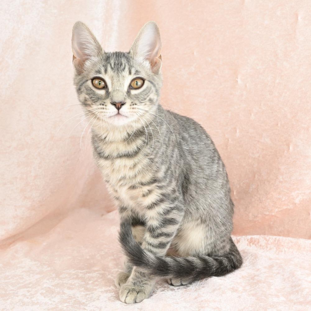 Enlarge Colby, a Adoptable Domestic Medium Hair in Mobile, AL image 6/6