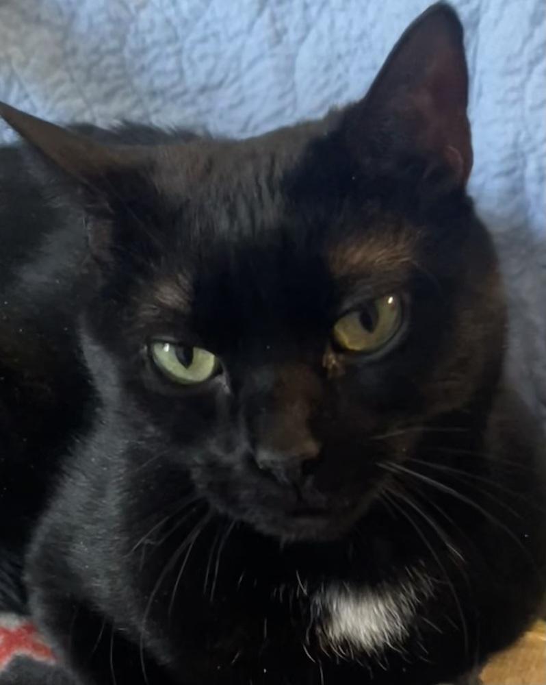 W2 STELLA, Adoptable, Adult Female Domestic Short Hair.
