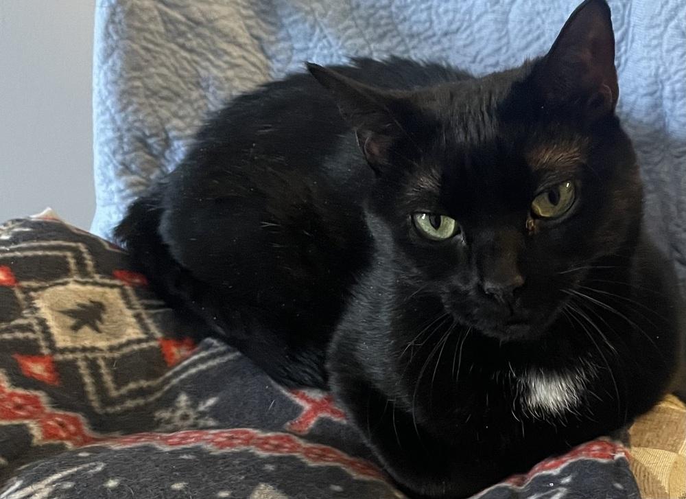 Enlarge W2 STELLA, a Adoptable mixed breed in Southbury, CT image 2/6