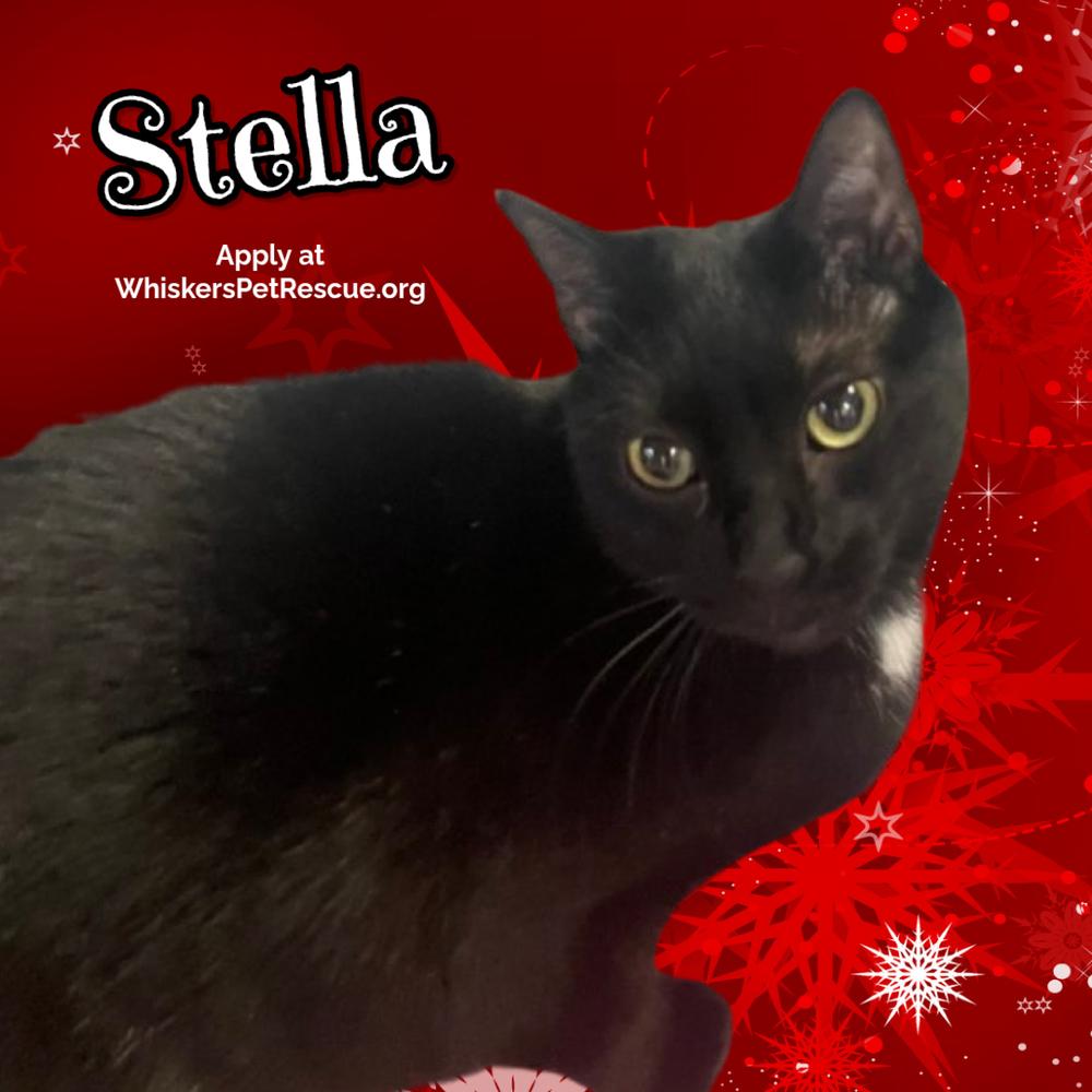 Enlarge STELLA, a Adoptable mixed breed in Southbury, CT image 1/6