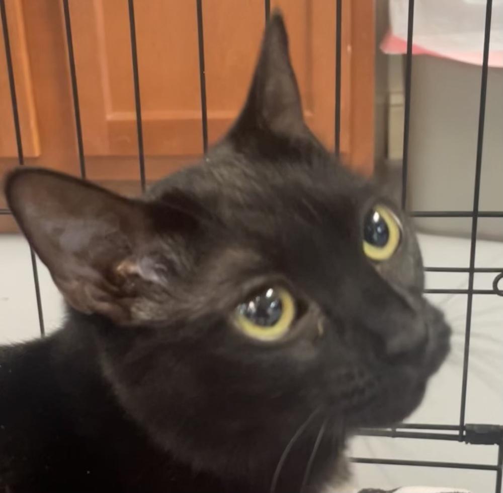 Enlarge W2 STELLA, a Adoptable mixed breed in Southbury, CT image 4/6