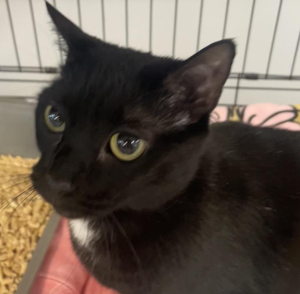 Enlarge STELLA, a Adoptable mixed breed in Southbury, CT image 3/6