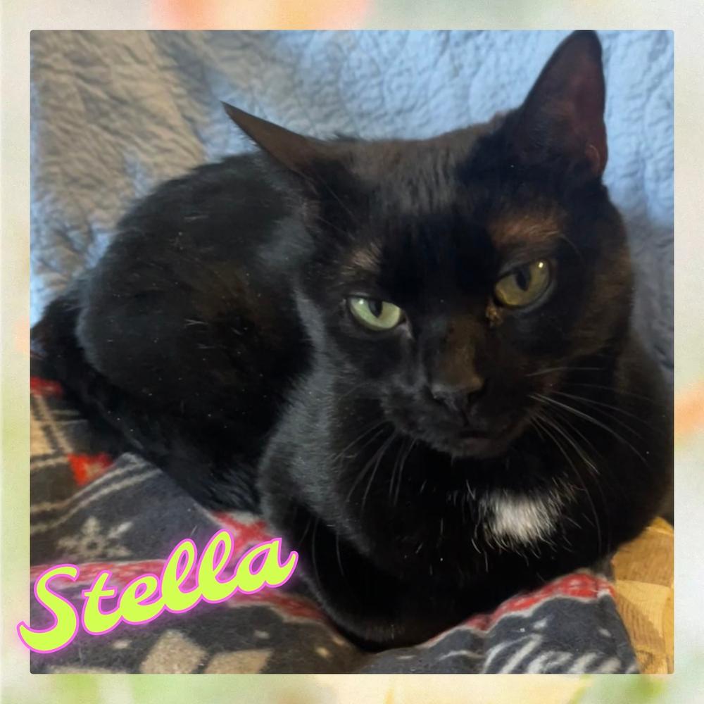 Enlarge W2 STELLA, a Adoptable mixed breed in Southbury, CT image 5/6