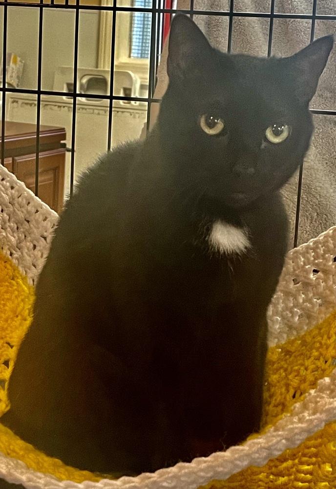 Enlarge STELLA, a Adoptable mixed breed in Southbury, CT image 4/6