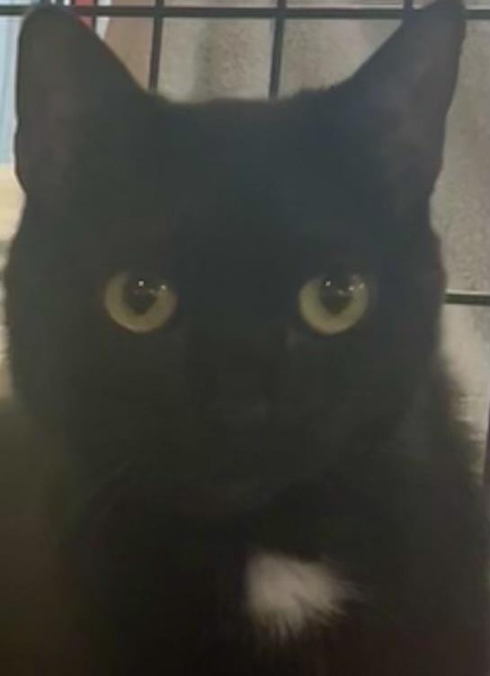 Enlarge STELLA, a Adoptable mixed breed in Southbury, CT image 5/6