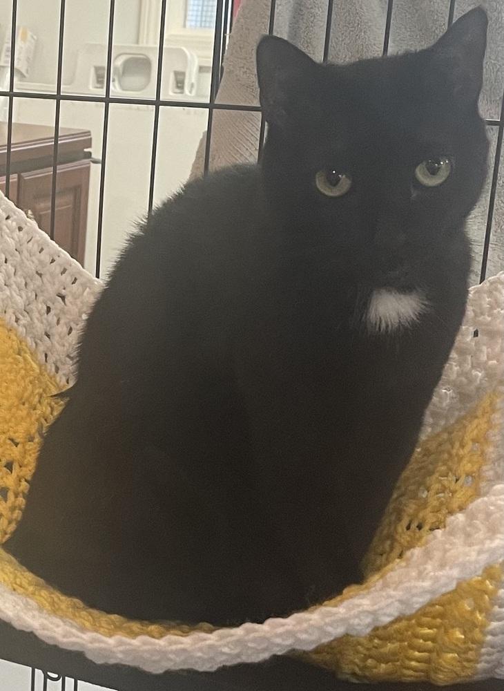 Enlarge STELLA, a Adoptable mixed breed in Southbury, CT image 6/6