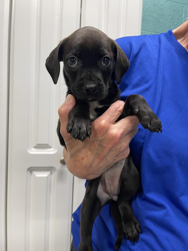 Alice, Adopted, Puppy Female Labrador Retriever & Mixed Breed.