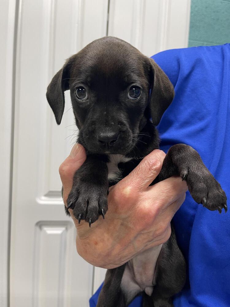 Alice, a Adopted mixed breed in Chattanooga, TN image 2/2