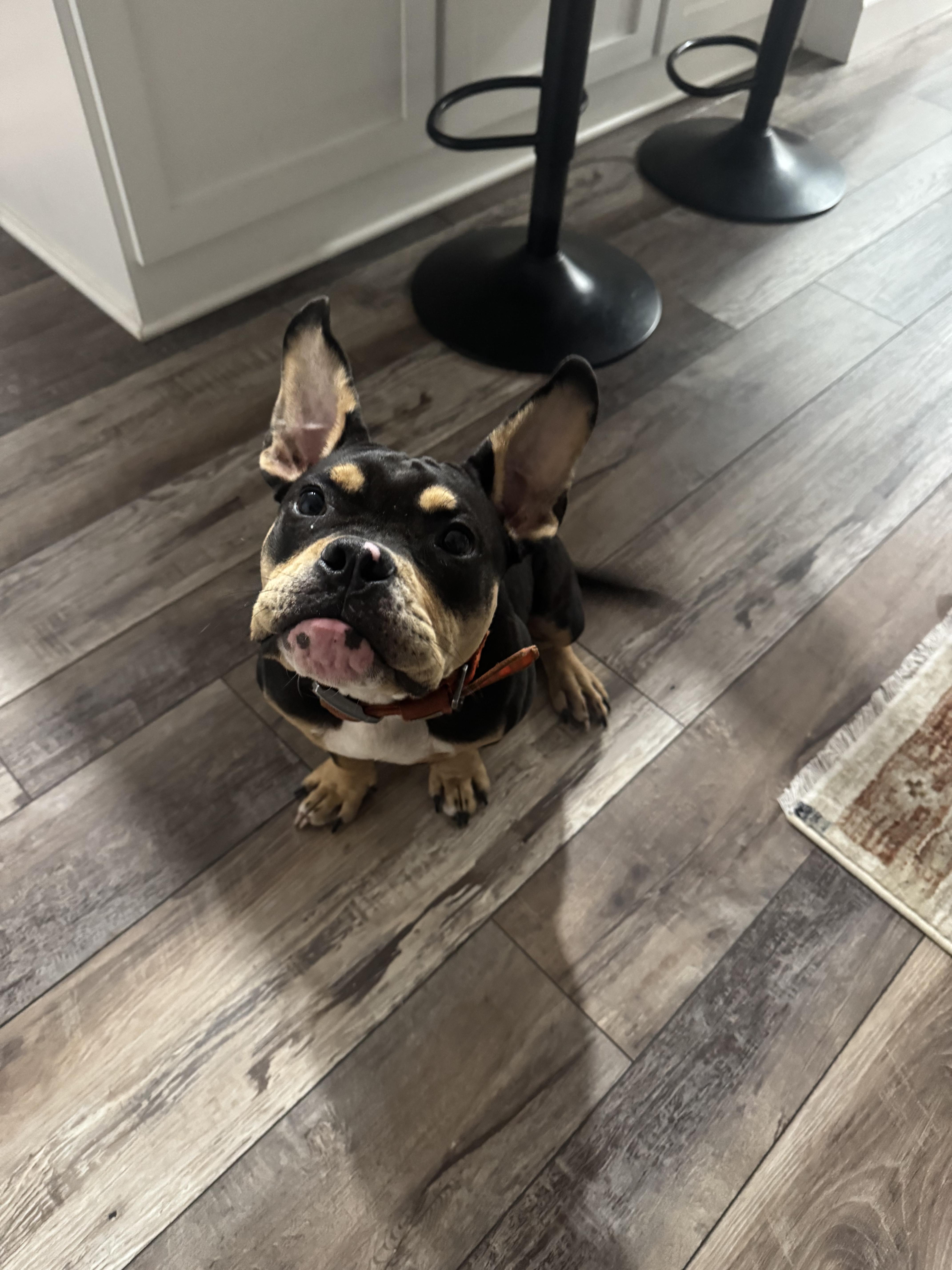 Diesel, Adopted, Young Male French Bulldog.