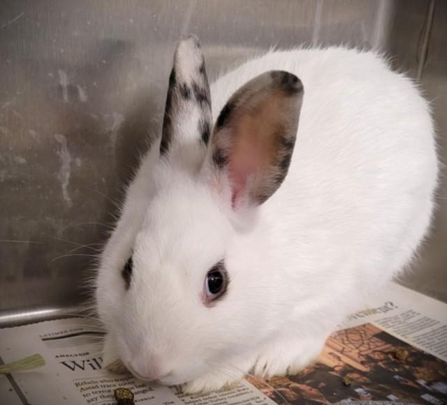 FLOPSY, Adoptable, Young Male American.