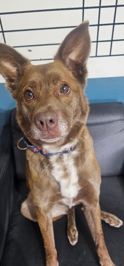 Enlarge CINNAMON, a Adoptable Terrier in Du Quoin, IL image 2/3