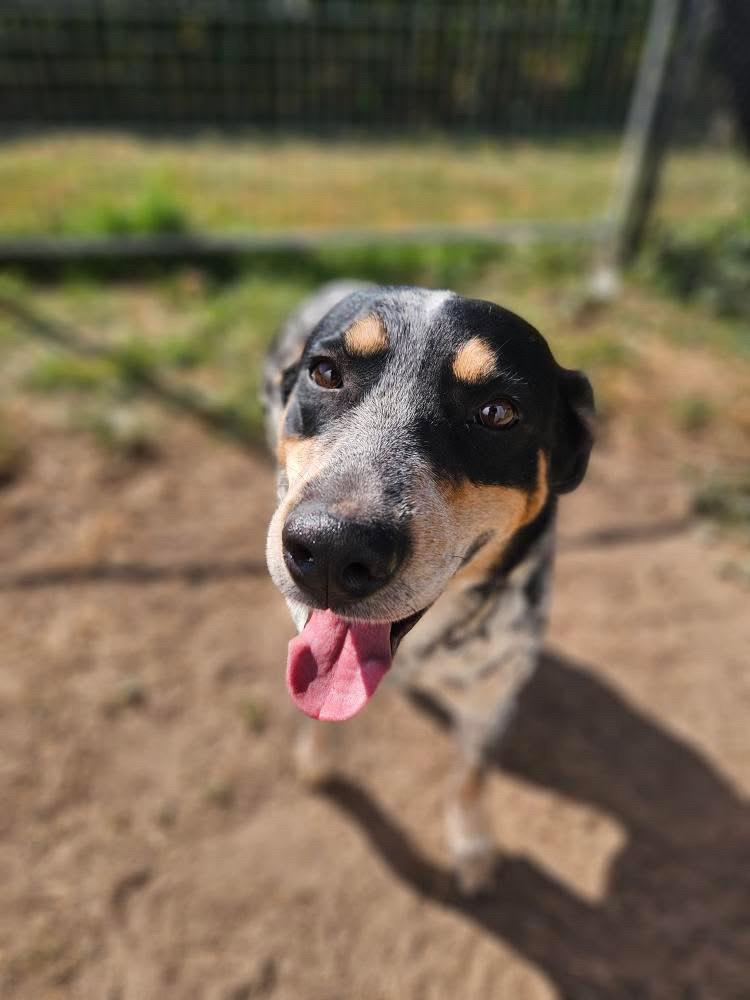 Diesel, a Adoptable mixed breed in KITCHENER, ON image 6/6