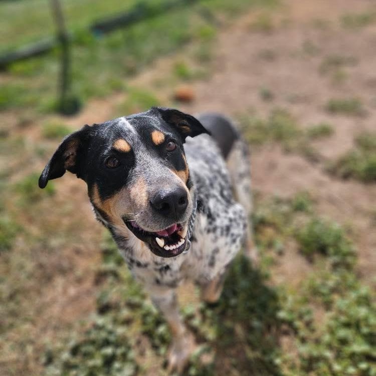Diesel, a Adoptable mixed breed in KITCHENER, ON image 2/6