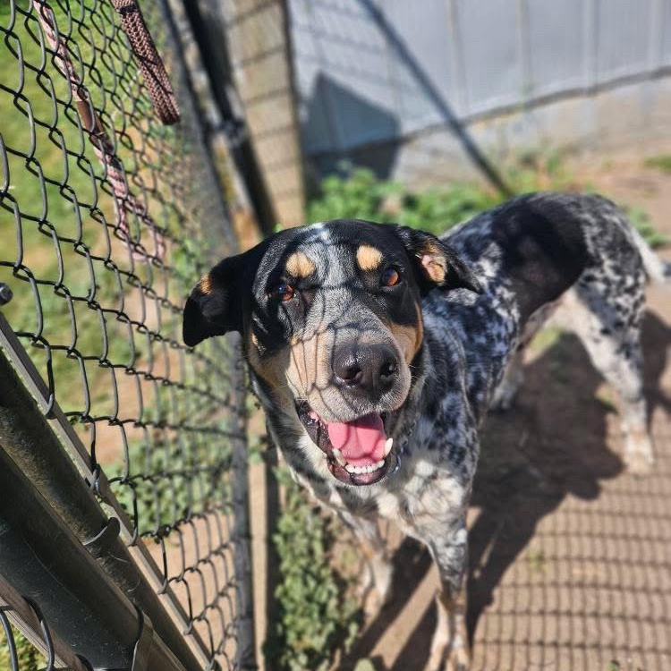 Diesel, a Adoptable mixed breed in KITCHENER, ON image 4/6