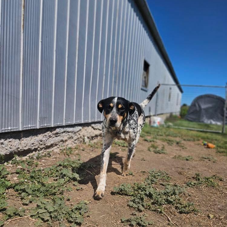 Diesel, a Adoptable mixed breed in KITCHENER, ON image 3/6