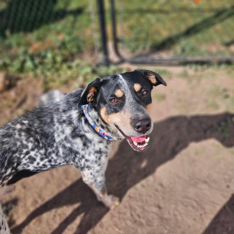 Diesel, a Adoptable mixed breed in KITCHENER, ON image 5/6